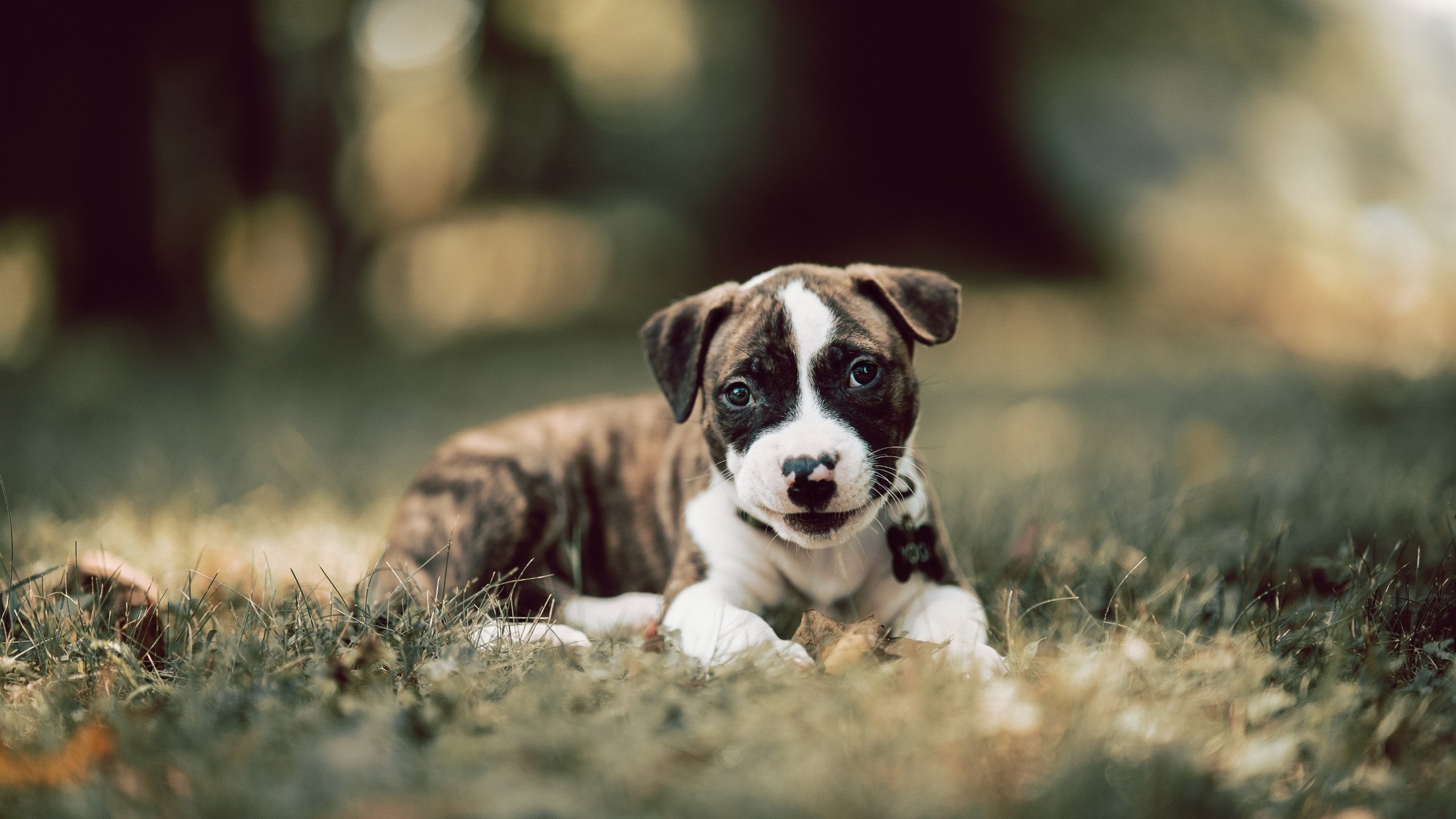 伊朗队前锋洛佩斯在巴黎奥运会上表现出色，奥运伊朗男排