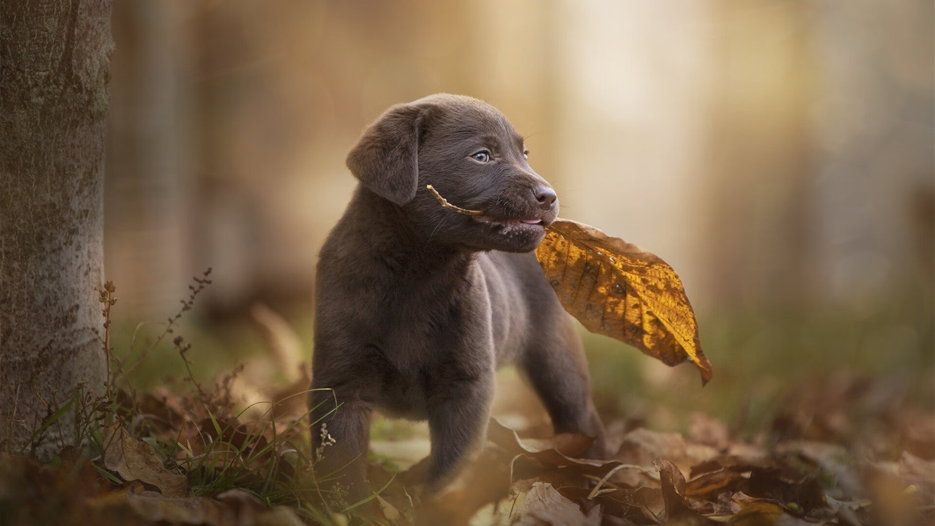 开云入口-全国青少年“科技赋能”青训创新平台在北京正式上线，推动行业高质量发展