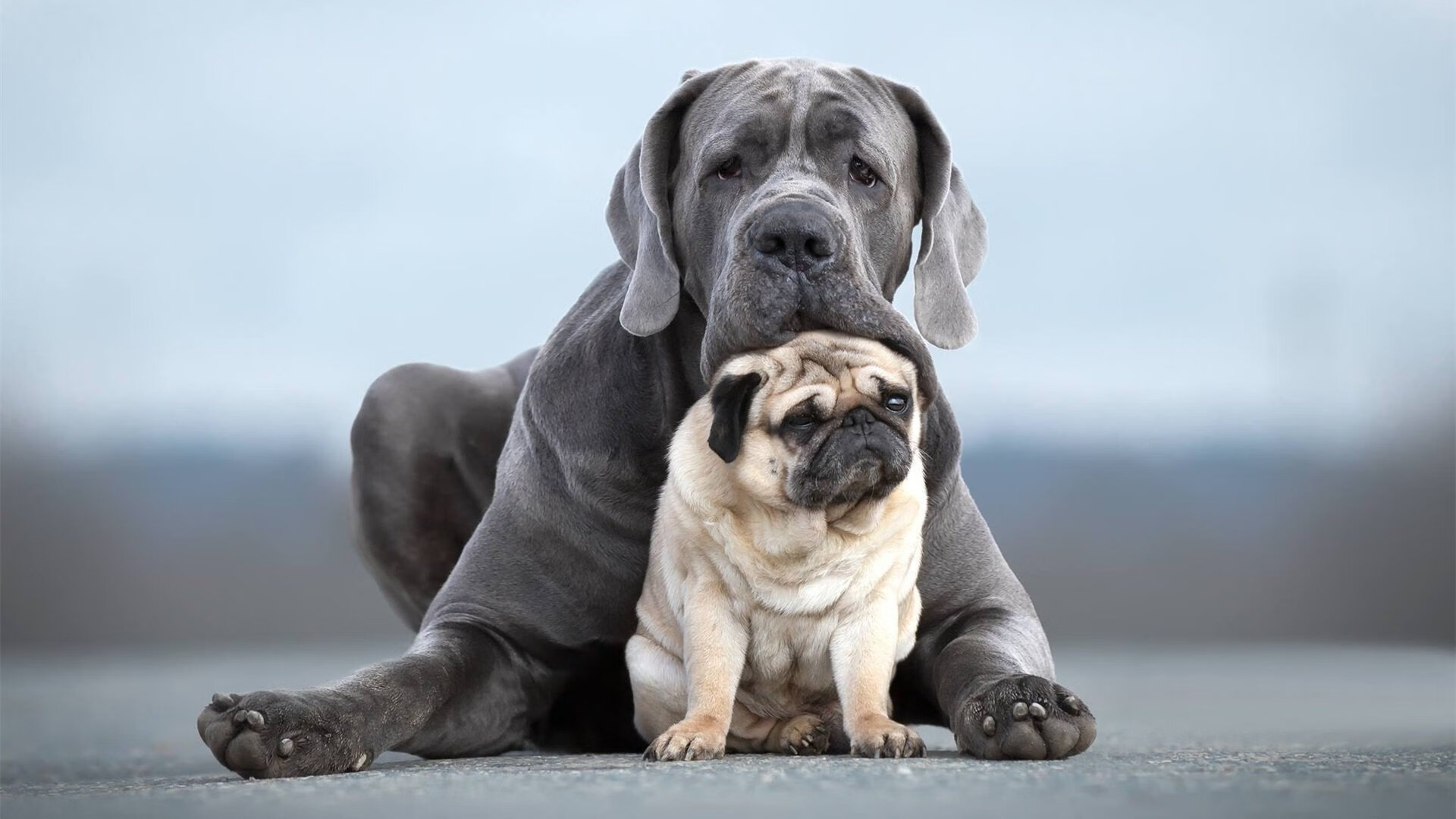 巴黎圣日耳曼引援持续升级，豪门阵容更豪华，巴黎圣日耳曼阵容强大